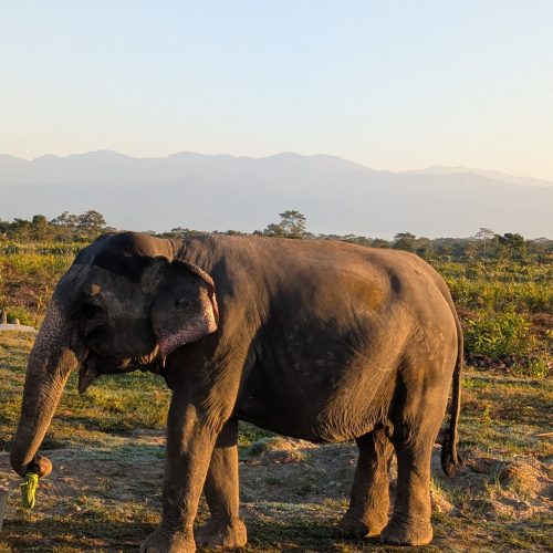 jaldapara national park