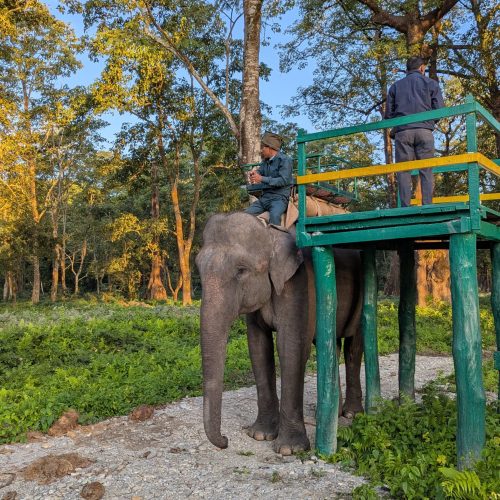 jaldapara Elephant Safari