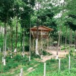 Tree house in india, Jaldapara Rhino Cottage