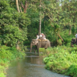 Elephant Safari