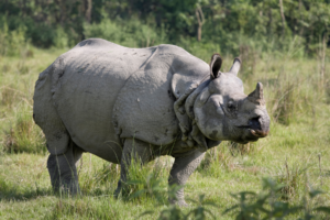 Jaldapara Rhino Cottage