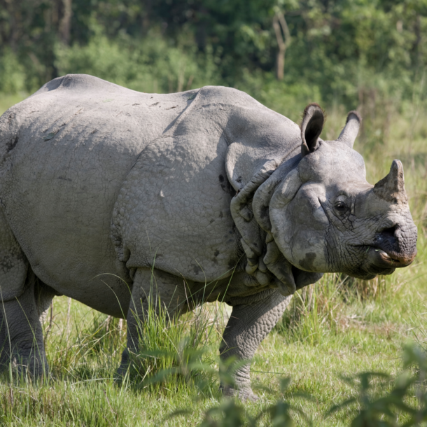 Jaldapara Rhino Cottage