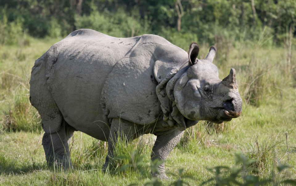 Jaldapara Rhino Cottage