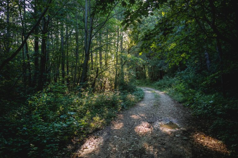 A beautiful shot of a forest road surrounded by greenery