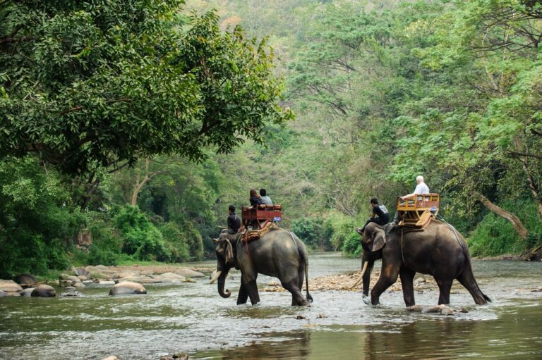 elephant safari jaldapara rhino cottage