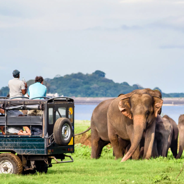 elephant safari jadapara