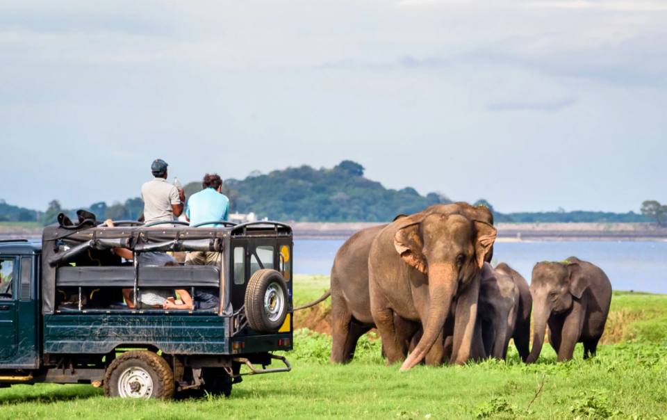 elephant safari jadapara