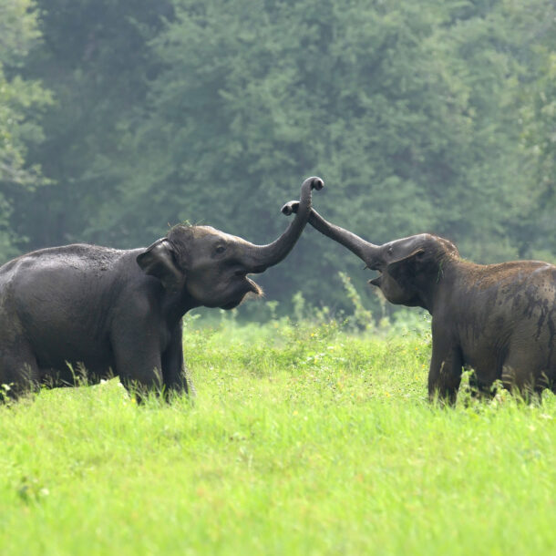 Jaldapara national park fr0m kolkata- jaldapara Rhino Cottage