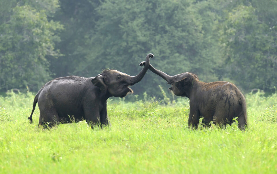 Jaldapara national park fr0m kolkata- jaldapara Rhino Cottage