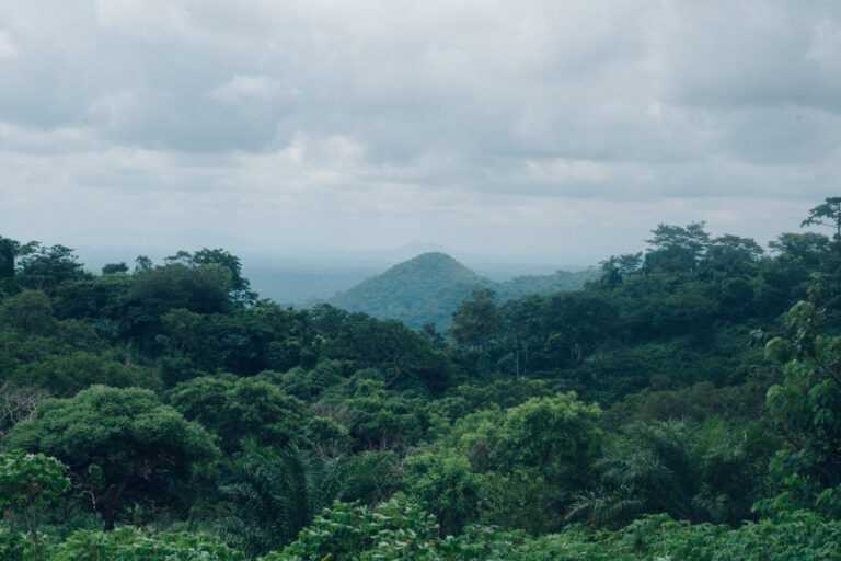 Chilapata Forests